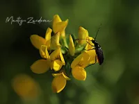 Kleine zwarte smalboktor [Stenurella nigra]